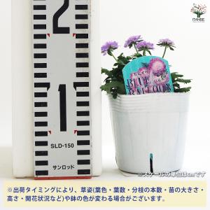 スカビオサ ブルーバルーン 花苗 3.5号/1...の詳細画像1