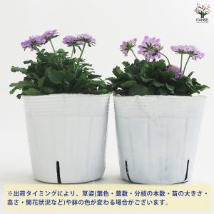 スカビオサ ブルーバルーン 花苗 3.5号/1...の詳細画像2