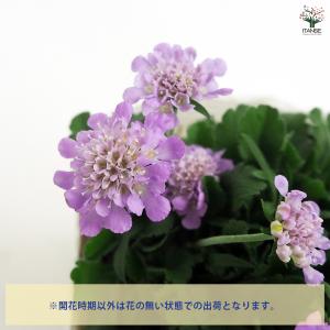 スカビオサ ブルーバルーン 花苗 3.5号/1...の詳細画像3