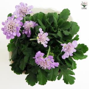 スカビオサ ブルーバルーン 花苗 3.5号/1...の詳細画像4