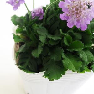 スカビオサ ブルーバルーン 花苗 3.5号/1...の詳細画像5