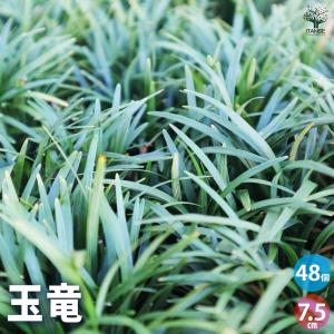 ITANSE 玉竜(タマリュウ) 花苗 2.5号ポット お買い得48個セット 花の苗 フラワーガーデン 寄せ植え 送料無料 イタンセ公式