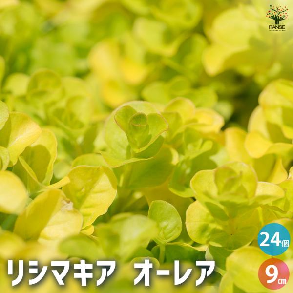 ITANSE リシマキア オーレア 花苗 9cmポット/お買い得24個セット 花の苗 花 苗 カラー...
