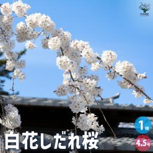 桜 『 仙台屋桜 （ センダイヤ ）』 接ぎ木 10.5cmポット 苗木 サクラ