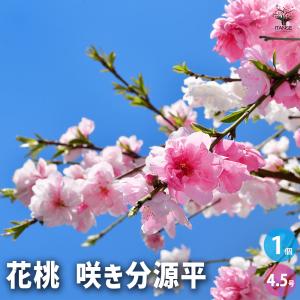 花桃 苗【ひなのたき ［登録品種］】 3年生 接ぎ木 約1.3m 大苗 : 苗木