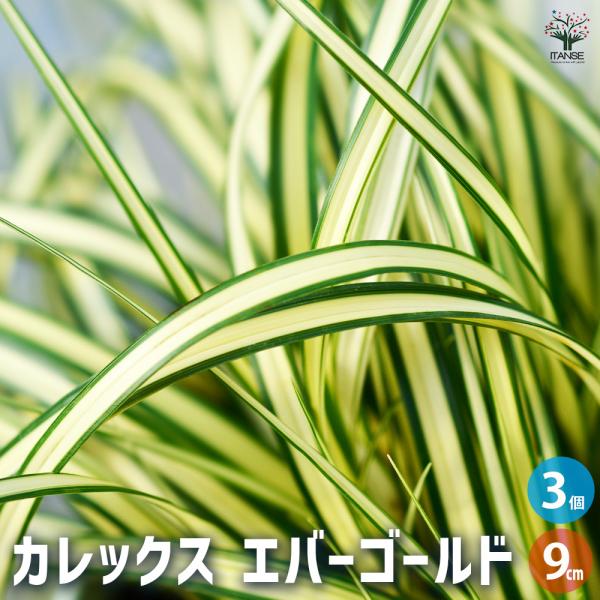 カレックス エバーゴールド 花苗 9cmポット/お買い得3個セット カラーリーフ 草の苗 草 苗 リ...