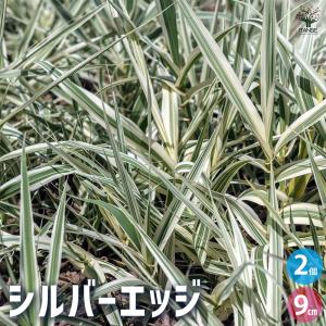 シルバーエッジ 花苗 9cmポット/お買い得2個セット 花の苗 多年草 カラーリーフ グランドカバー 苗木 花木 庭木 植木 贈り物 庭