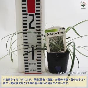 シルバーエッジ 花苗 9cmポット/お買い得2...の詳細画像1