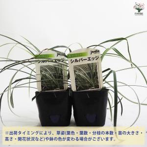シルバーエッジ 花苗 9cmポット/お買い得2...の詳細画像2