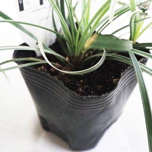 シルバーエッジ 花苗 9cmポット/お買い得2...の詳細画像3