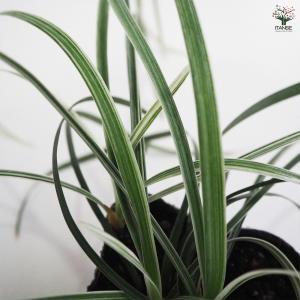シルバーエッジ 花苗 9cmポット/お買い得2...の詳細画像4