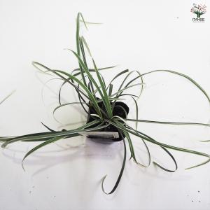 シルバーエッジ 花苗 9cmポット/お買い得2...の詳細画像5