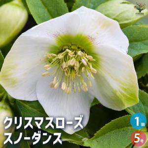 木曜日まで！値下げ！濃グリーンリップ♪2本植え⭐クリスマスローズ、大苗、開花株 予約販売 クリスマスローズ苗 グリーンリップ・利休系 12cmポット 送料