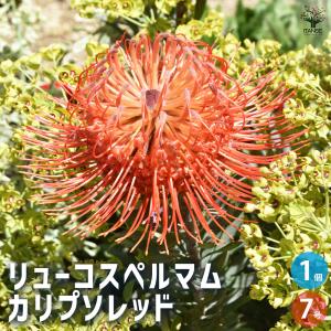 リューコスペルマム カリプソレッド 花木苗 7号鉢/1個売り 花苗 花の苗 花木の苗 花木 リューコスペルマム ピンクッション レウコスペルマム