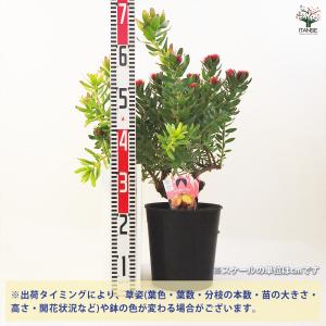 リューコスペルマム カリプソレッド 花木苗 7...の詳細画像1