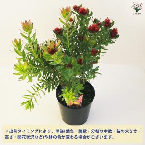 リューコスペルマム カリプソレッド 花木苗 7...の詳細画像2