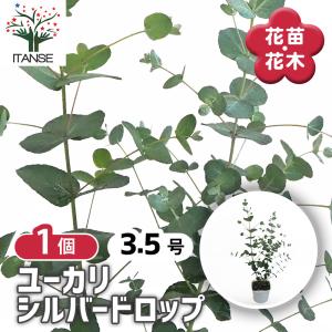 日本花キ流通 ユーカリ 苗 ポポラス 4号鉢 ポリアンセモス ポルプネア