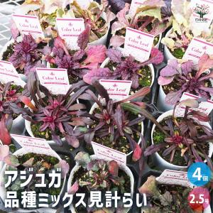 アジュガ 品種mix 花苗 2.5号/お買い得4個セット アユガ 西洋キランソウ 十二単 西洋十二単 ガーデニング