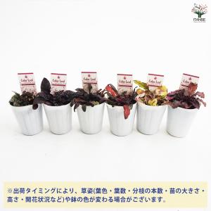 アジュガ 品種mix 花苗 2.5号/お買い得...の詳細画像2