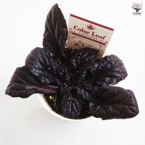 アジュガ 品種mix 花苗 2.5号/お買い得...の詳細画像4