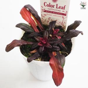 アジュガ 品種mix 花苗 2.5号/お買い得...の詳細画像5