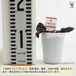 アジュガ 品種mix 花苗 2.5号/お買い得...の詳細画像1