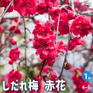 花梅 苗 【赤花 しだれ梅】 2年生 接ぎ木 大苗 : 苗木の専門店