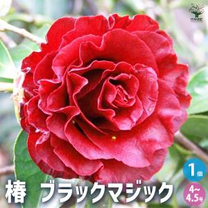 椿 苗 【白牡丹 中部 （はくぼたん ちゅうぶ） 中輪咲き】 2年生