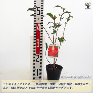 椿(ツバキ)の苗木 ブラックマジック 花木苗 ...の詳細画像1