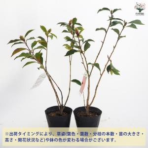 椿(ツバキ)の苗木 ブラックマジック 花木苗 ...の詳細画像2