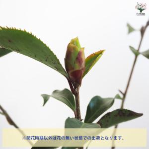 椿(ツバキ)の苗木 ブラックマジック 花木苗 ...の詳細画像3