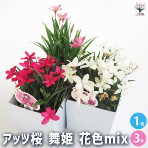 クリスマスローズ 花 苗 冬 春 チベタヌス 鉢植え ベインが入るピンク