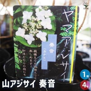 山野草・宿根草・高山植物】三段咲き福寿草（サンダンザキ