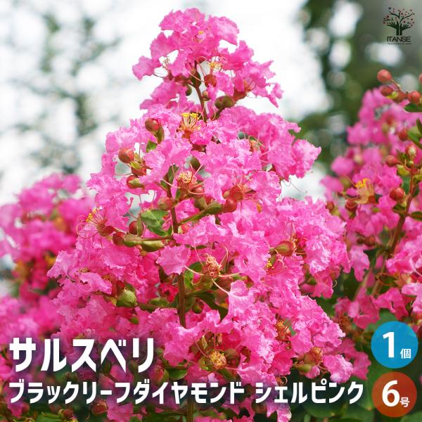 サルスベリ ブラックリーフD シェルピンク 花木苗 6号/1個売り 百日紅 ヒャクジツコウ 花木 花...