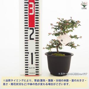 天皇梅 花木苗 4号/1個売り 花の種 花苗 ...の詳細画像1