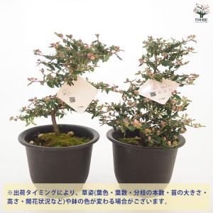天皇梅 花木苗 4号/1個売り 花の種 花苗 ...の詳細画像2