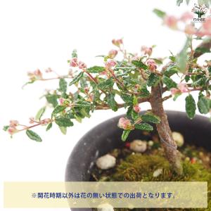 天皇梅 花木苗 4号/1個売り 花の種 花苗 ...の詳細画像3