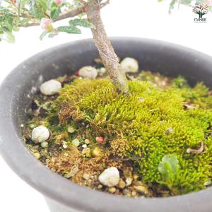 天皇梅 花木苗 4号/1個売り 花の種 花苗 ...の詳細画像4