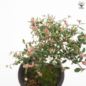 天皇梅 花木苗 4号/1個売り 花の種 花苗 ...の詳細画像5