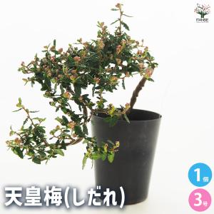 しだれ梅】（白） 接木苗 枝垂れ梅（シダレウメ）[果樹苗木・花梅・は
