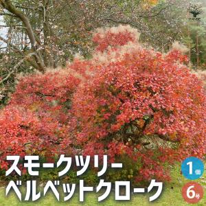 スモークツリー ピンクパール 樹高0.5m前後(鉢底から）4.5号 ほんのり