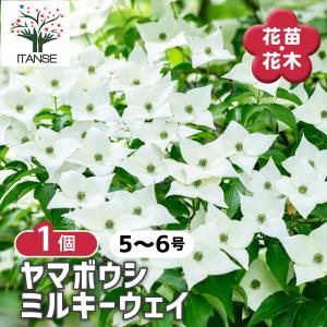 ヤマボウシ ミルキーウェイ 花木苗 5〜6号/1...の商品画像