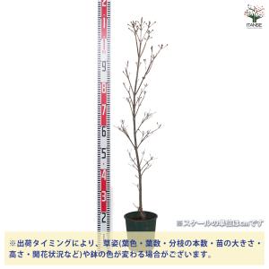 ヤマボウシ ミルキーウェイ 花木苗 5〜6号/...の詳細画像1