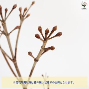 ヤマボウシ ミルキーウェイ 花木苗 5〜6号/...の詳細画像3