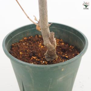 ヤマボウシ ミルキーウェイ 花木苗 5〜6号/...の詳細画像4