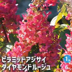 ピラミッドアジサイ プチチェリー 花木苗 6号/1個売り ピラミッド