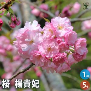 ITANSE 銅葉ネムノキ サマーチョコレート 庭木 8号ポット大苗 1個売り