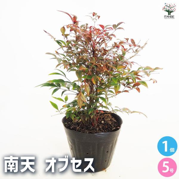 南天 オブセス 花木苗 5号/1個売り なんてん ナンテン 厄除け 厄よけ 縁起木 縁起物 庭木 植...
