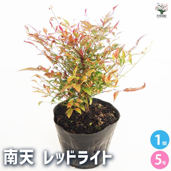 南天 レッドライト 花木苗 5号/1個売り なんてん ナンテン 厄除け 厄よけ 縁起木 縁起物 庭木...