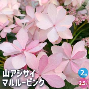 武徳産ホテイアツモリソウ 花1芽株 : 岩崎園芸ネットストア Yahoo店